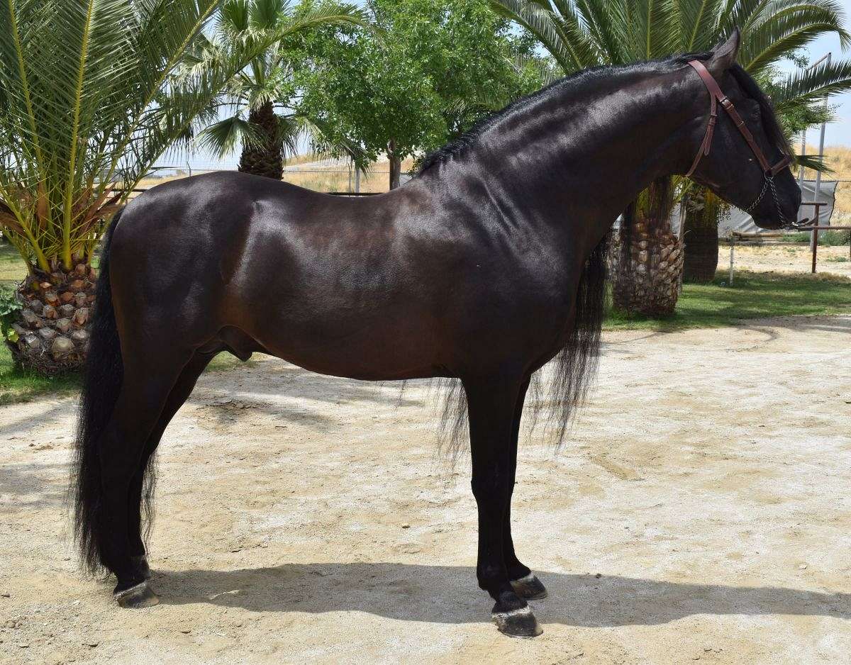 2014 Black PRE ANCCE Stallion