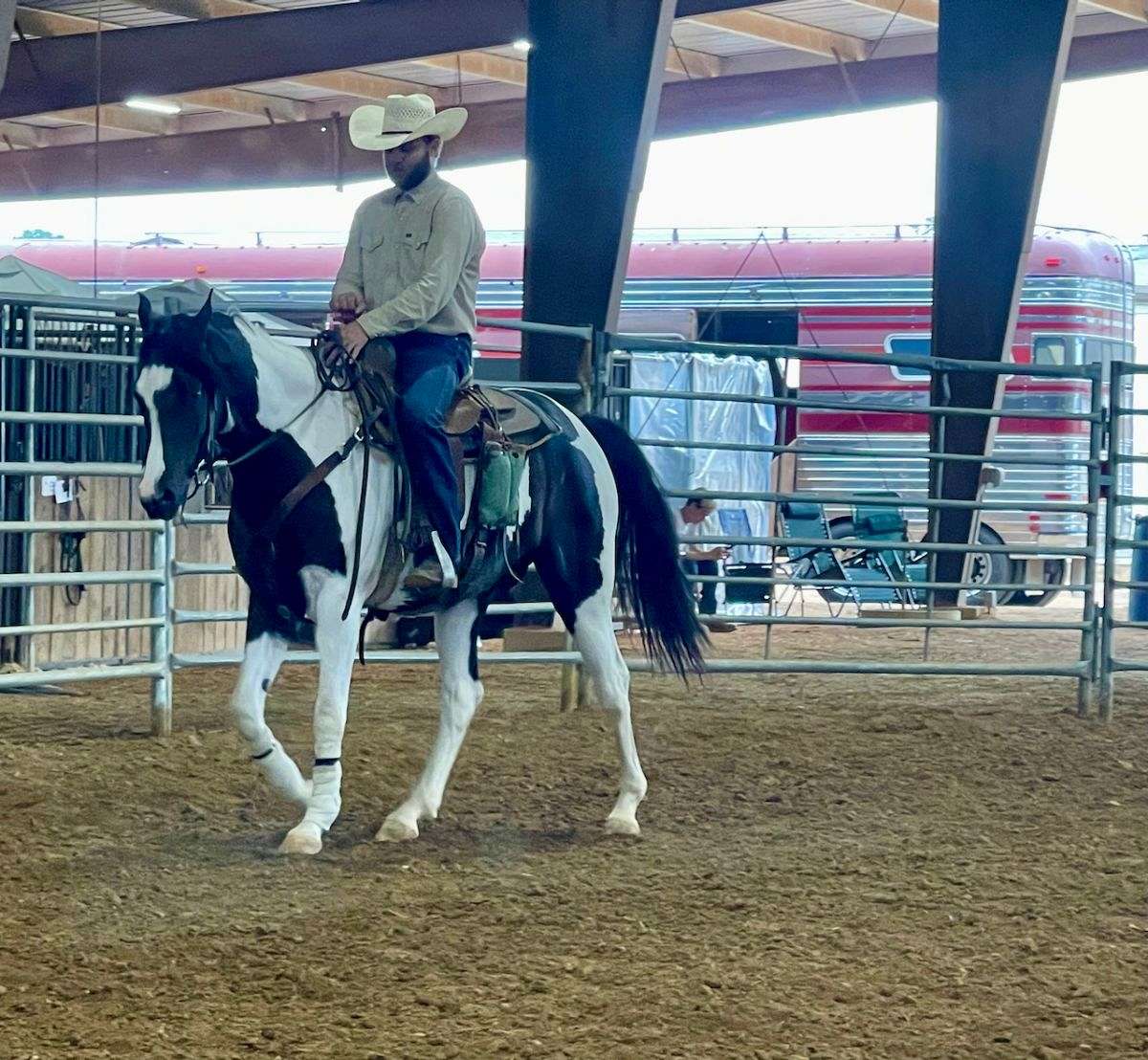 Easy to Ride - Registered Half Arab Stunning Black Gelding