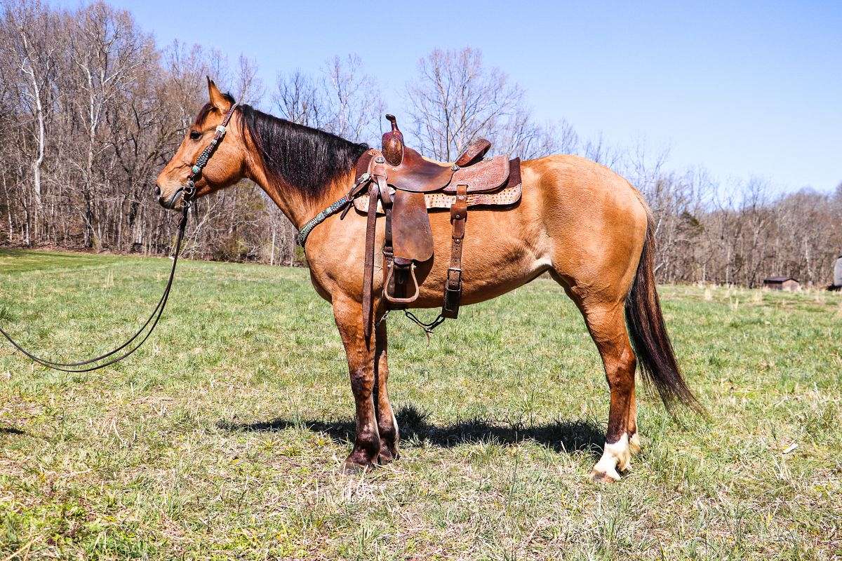 Gorgeous Line-Back Dun Quarter Horse Mare, Rides and Drives, Ranch & Trail
