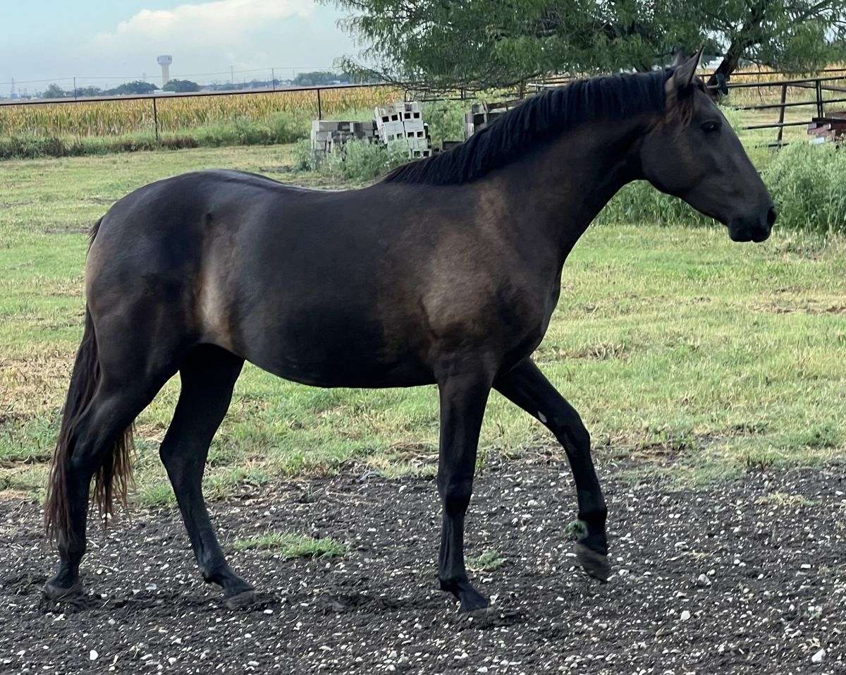 Black PRE/Andalusian Filly. Dressage Bloodlines