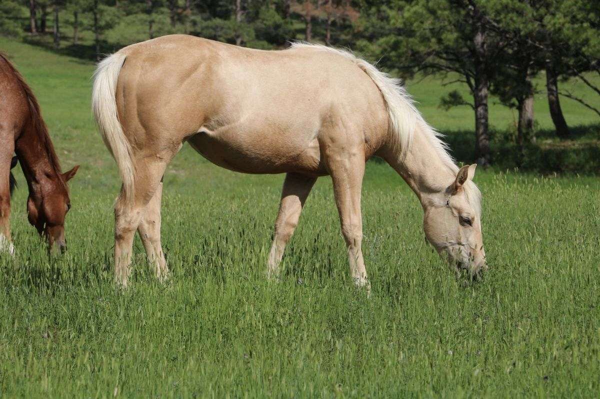 flashy-palomino-ranch-raised-aqha-filly-for-sale-in-south-dakota