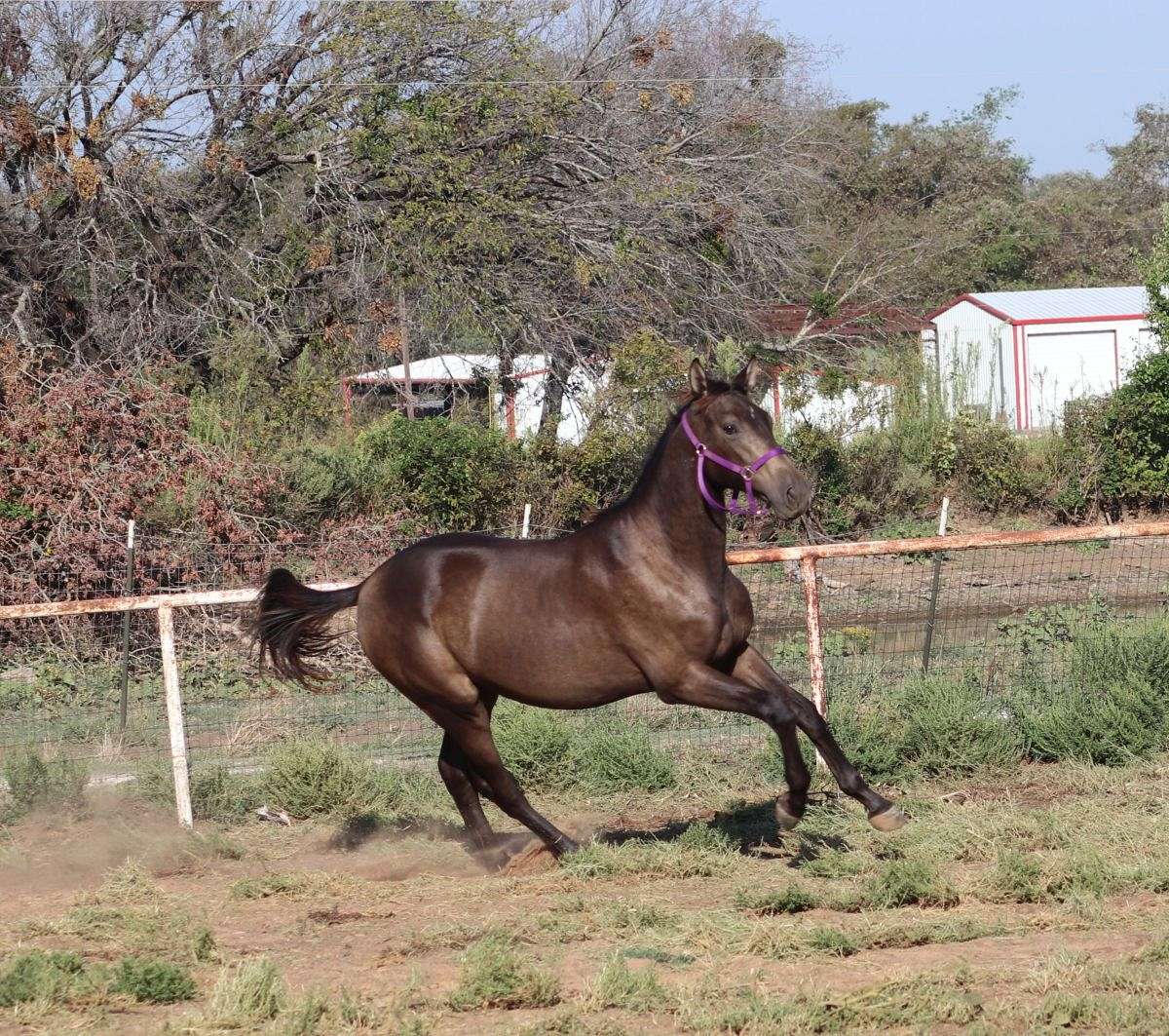 Angelico Bpf, Handsome Gelding Smokey Black Warmblood/Andalusian Cross