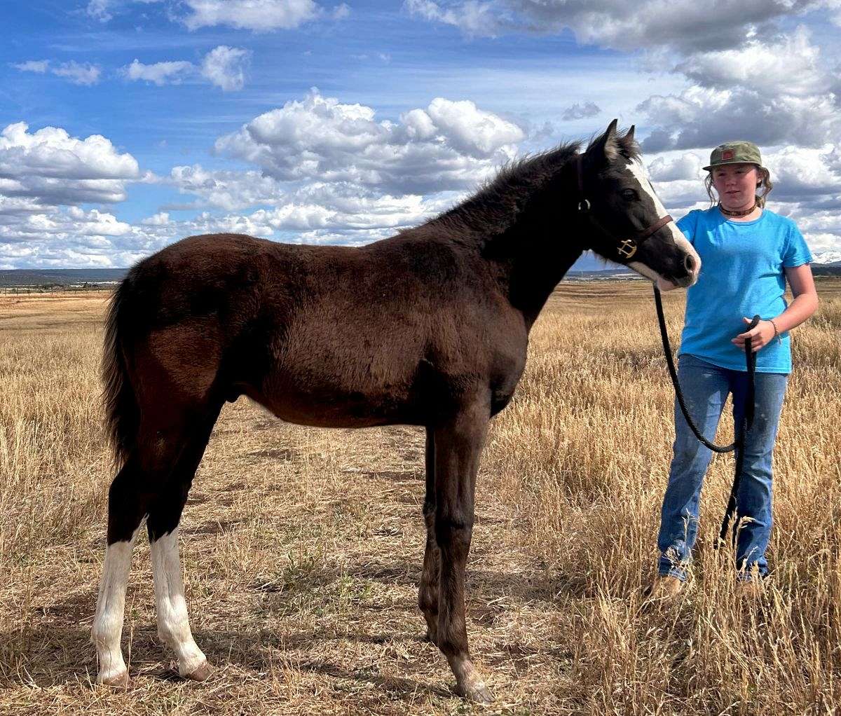 Smoky Black Sabino Friesian Colt