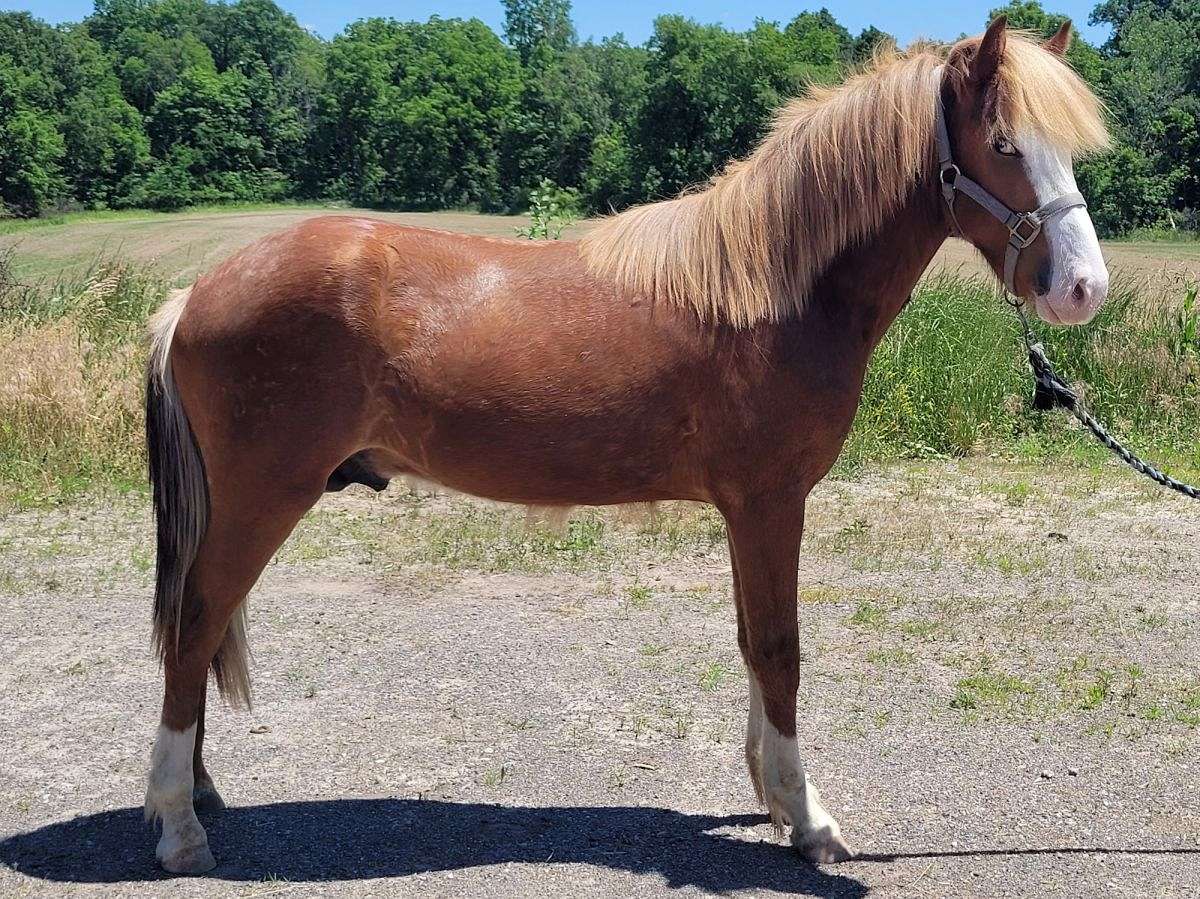 Handsome Chestnut Splash Colt, 1st Prize Sire