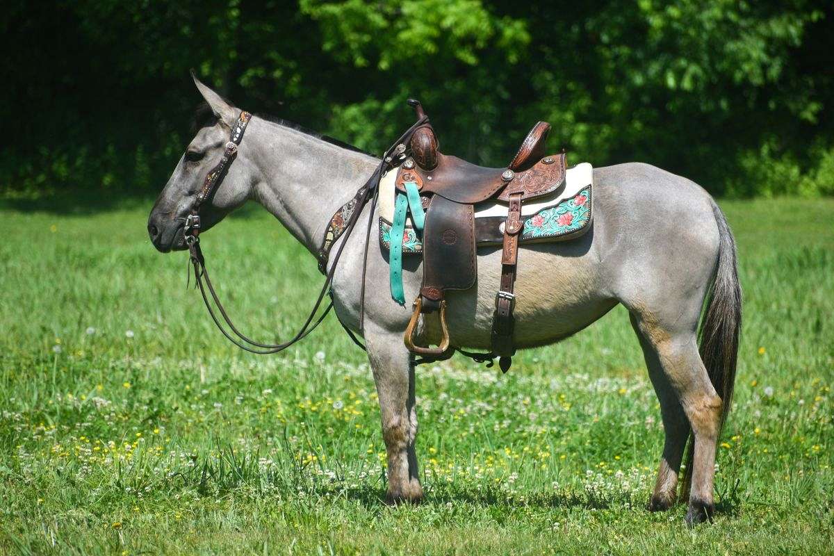 Real Fancy Beginner Safe Grulla Molly Mule, Youth Shown, Safe and Honest
