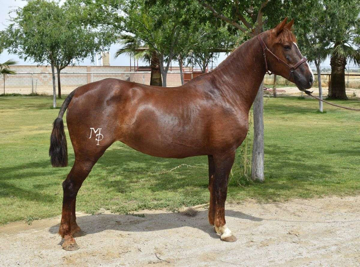 2017 Chestnut Andalusian Mare