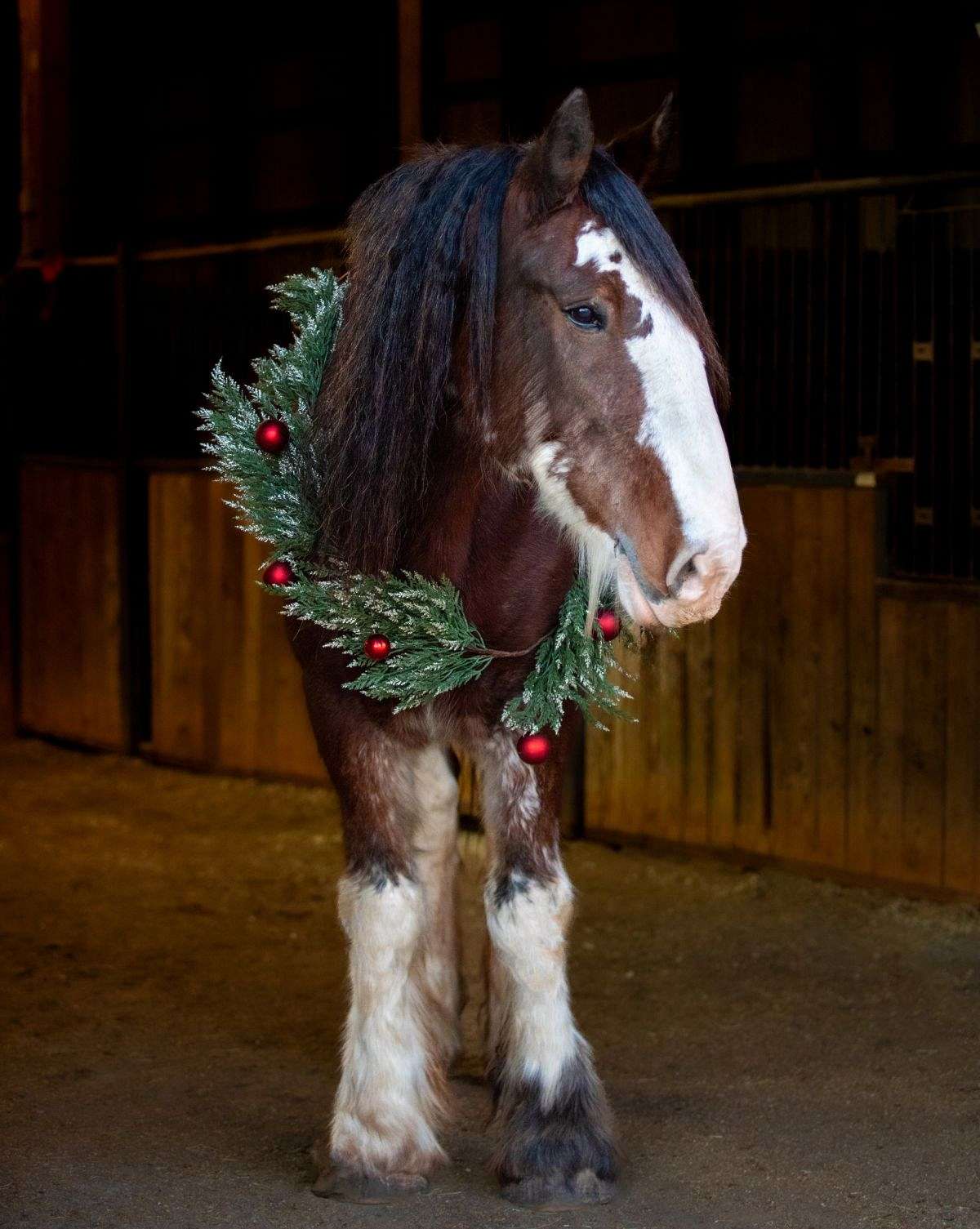 Bay Clydesdale Gelding