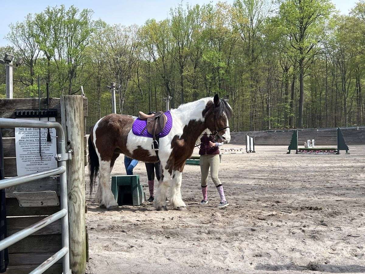 Beautiful Gypsy Vanner Mix