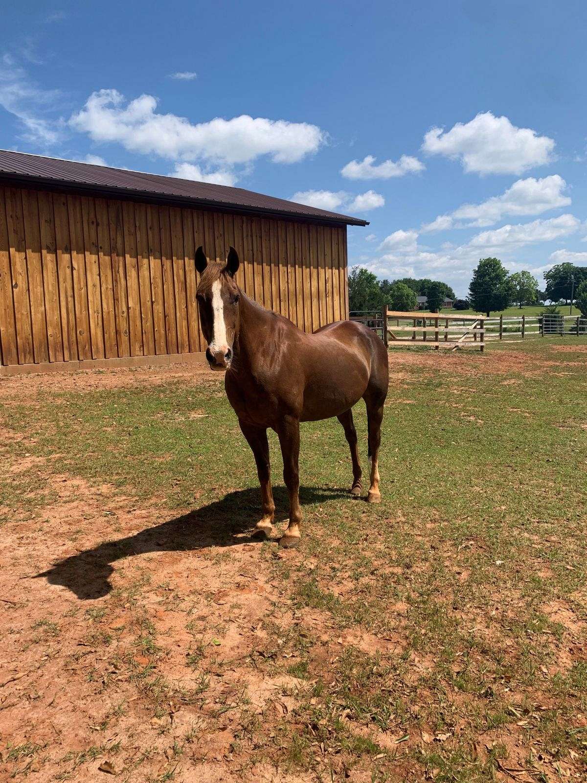 Quarter Horse Gelding