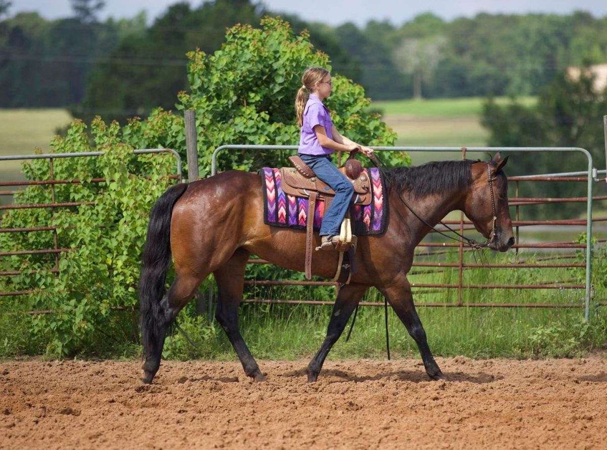 amateur aqha jumping classes family groups Adult Pictures
