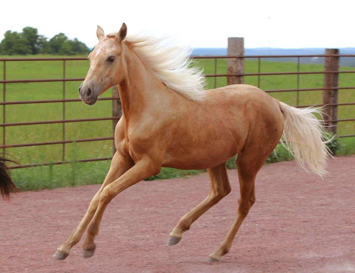 Spectacular Palomino Morgan Filly From Treasured Sport Lines!