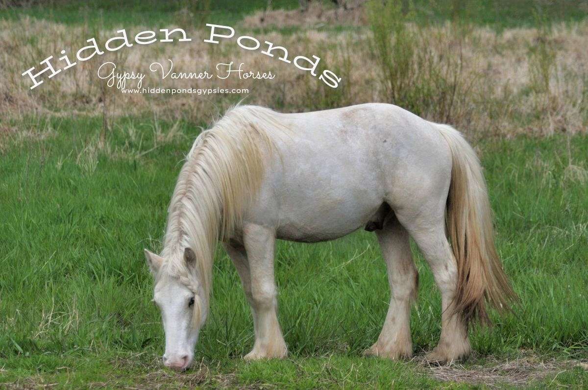Palomino Gypsy Vanner Gelding