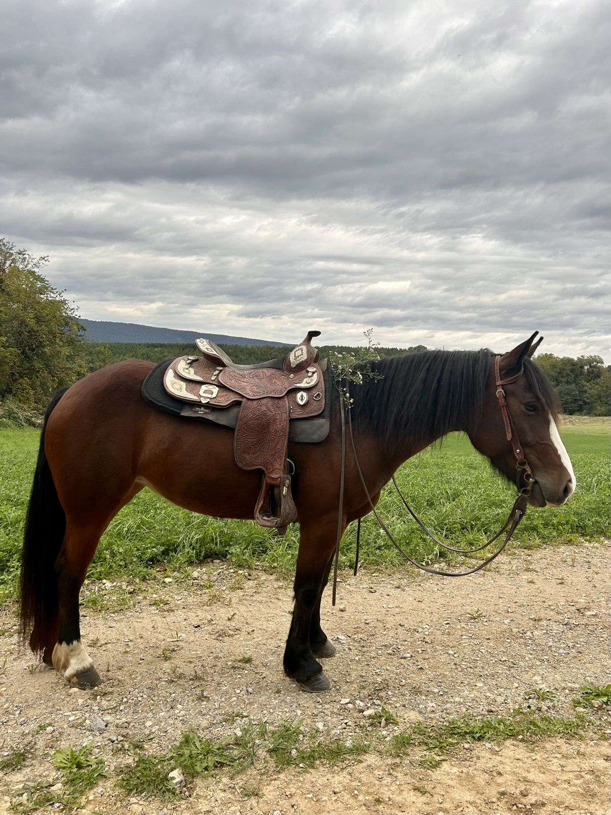 Gypsy Quarter Horse Cross