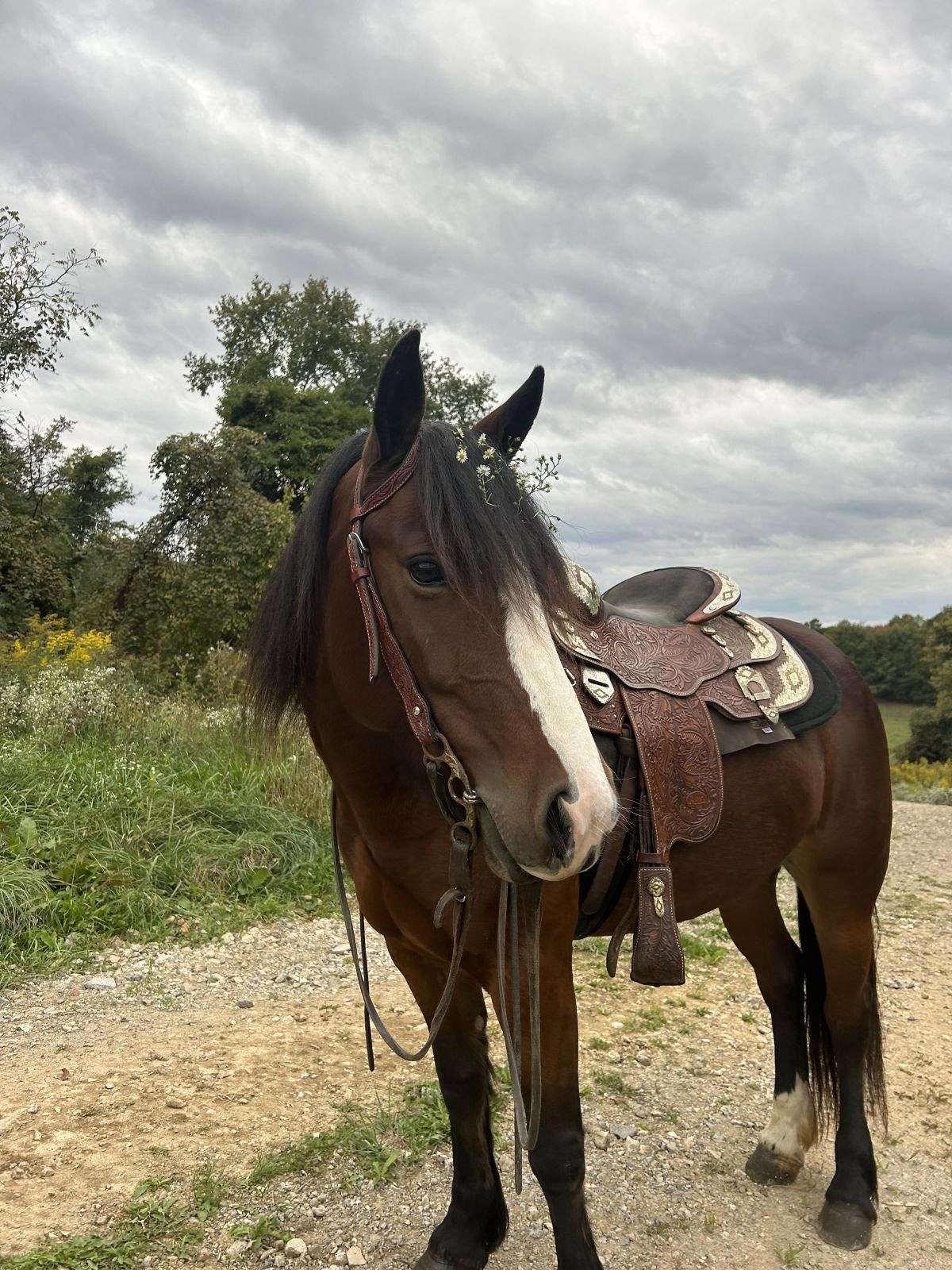 Gypsy Quarter Horse Cross