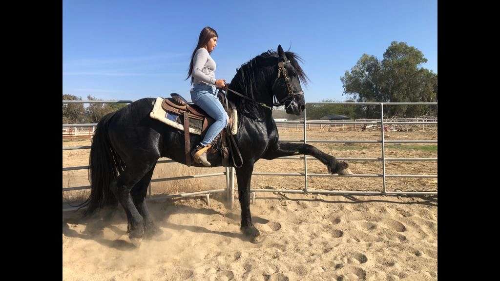 4 Year Old Friesian Stallion