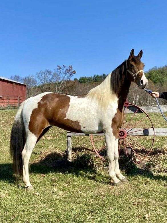 Spotted Tennessee Walking Horse Mare