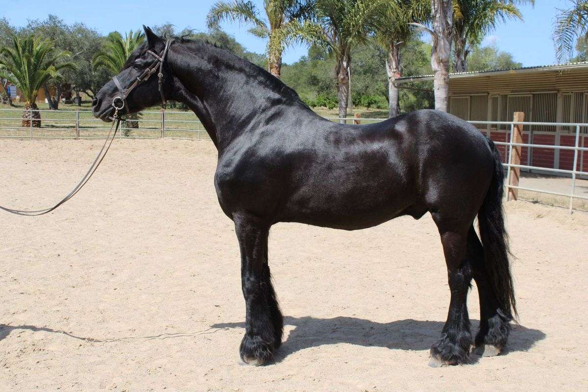 Danny Friesian Gelding Trail and Pleasure Riding