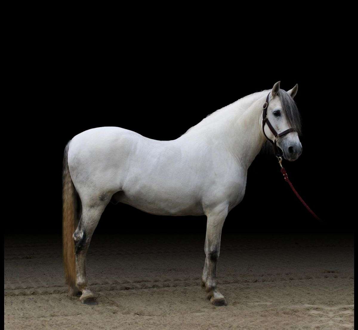 Horse Club Andalusian Stallion