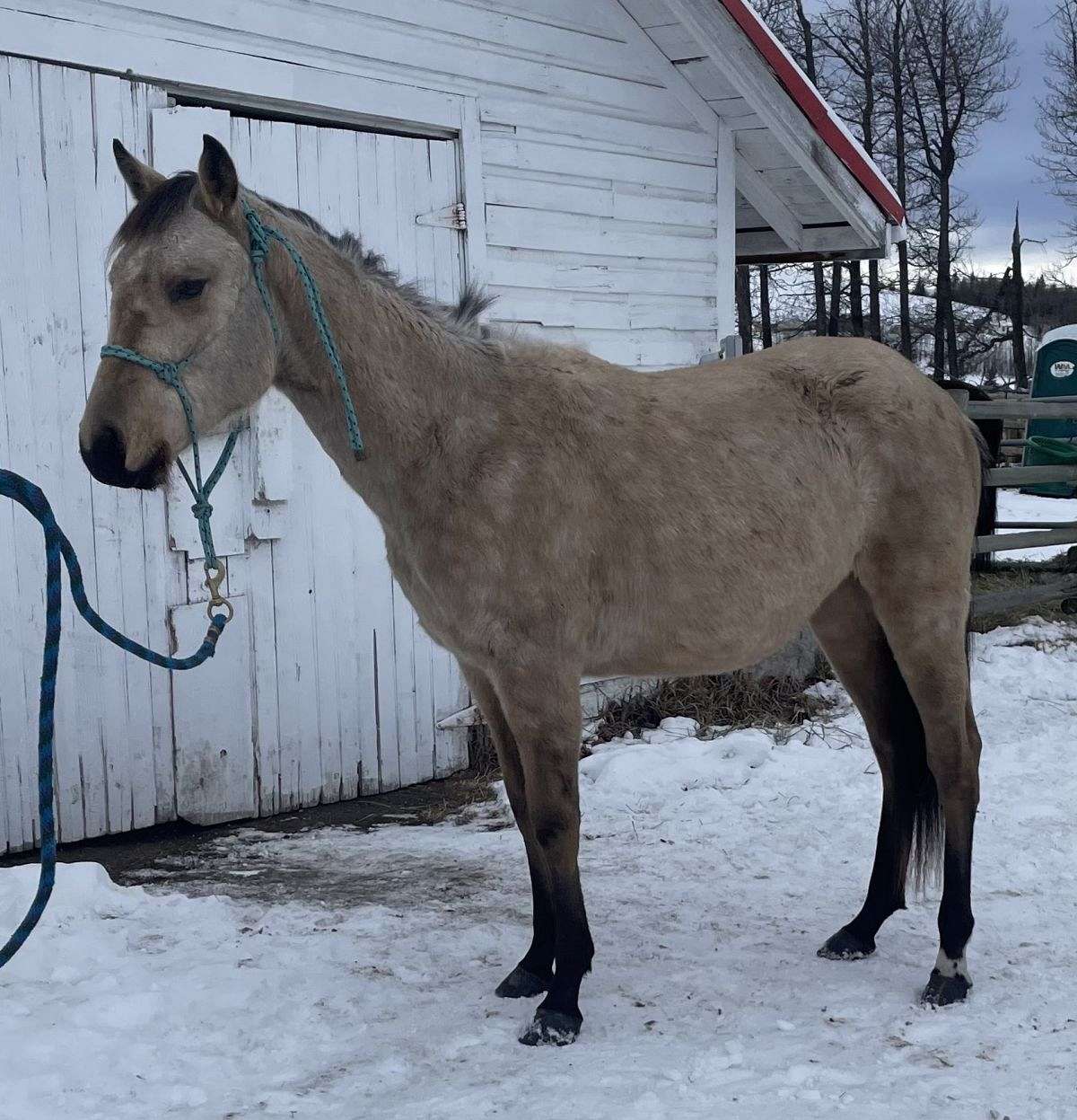 Obi - QH Buckskin Colt