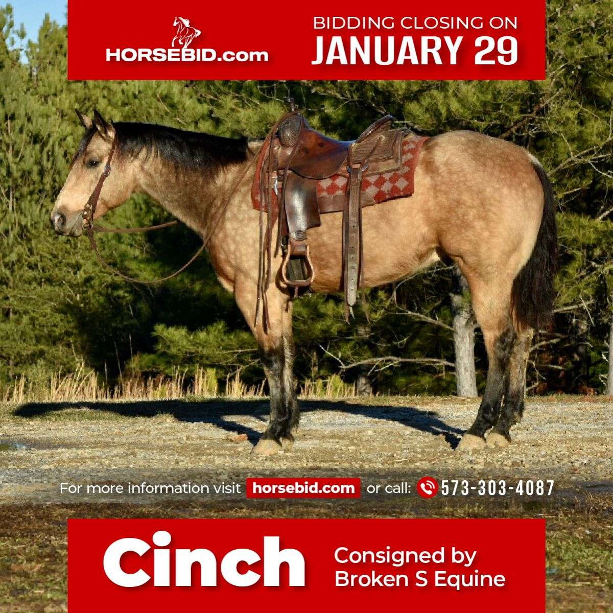 Cinch - Awesome Ranch and Rope Horse 5 Yr Old Buckskin AQHA Gelding!