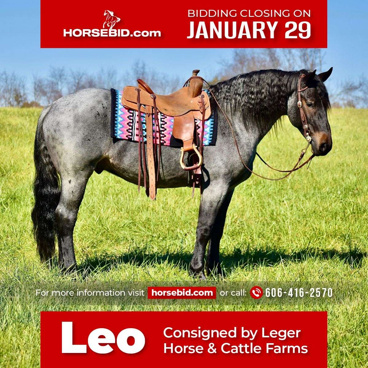 Leo - Ranch & Family Horse Deluxe 5 yo Blue Roan Percheron/Friesian Gelding