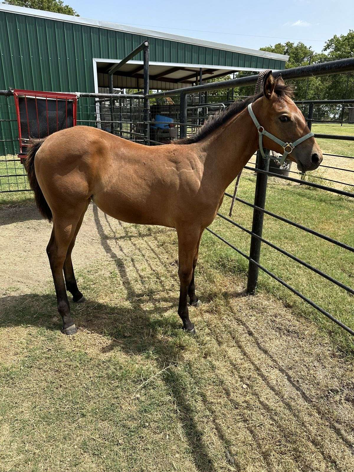 AQHA Bay Filly