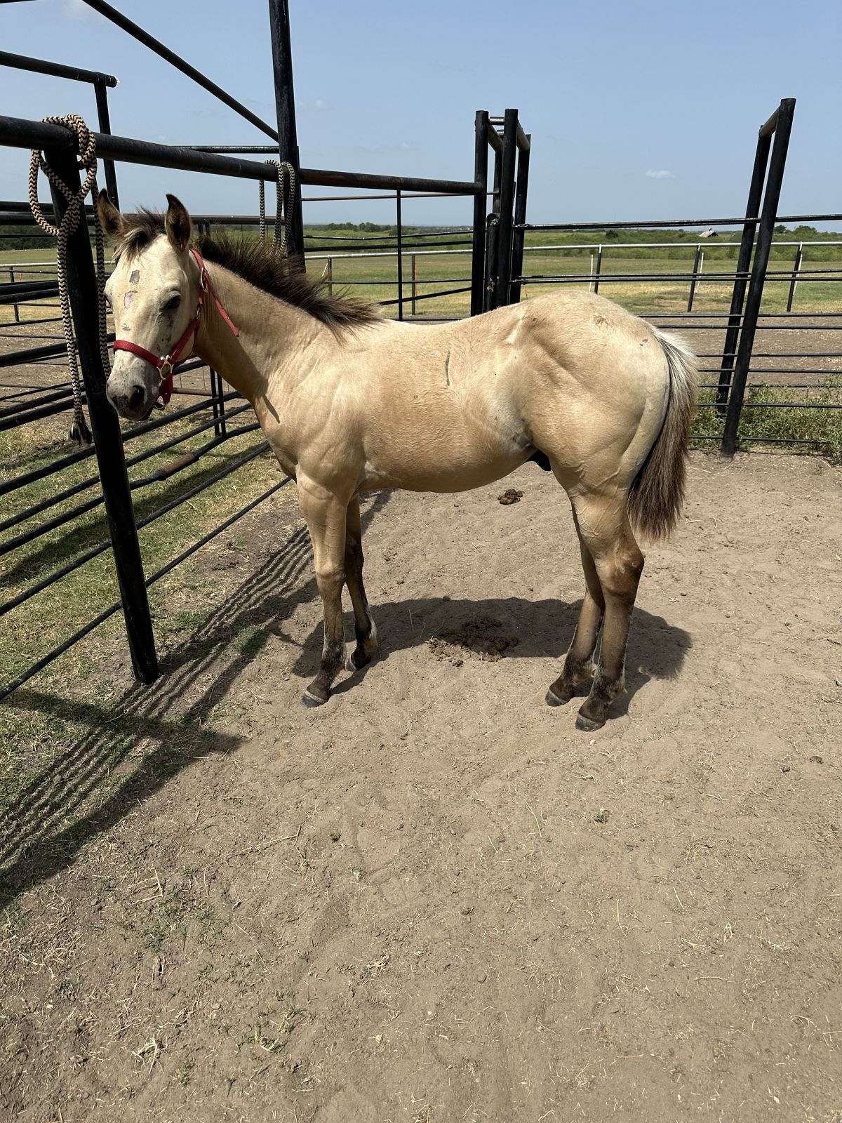 AQHA Bay Roan Filly