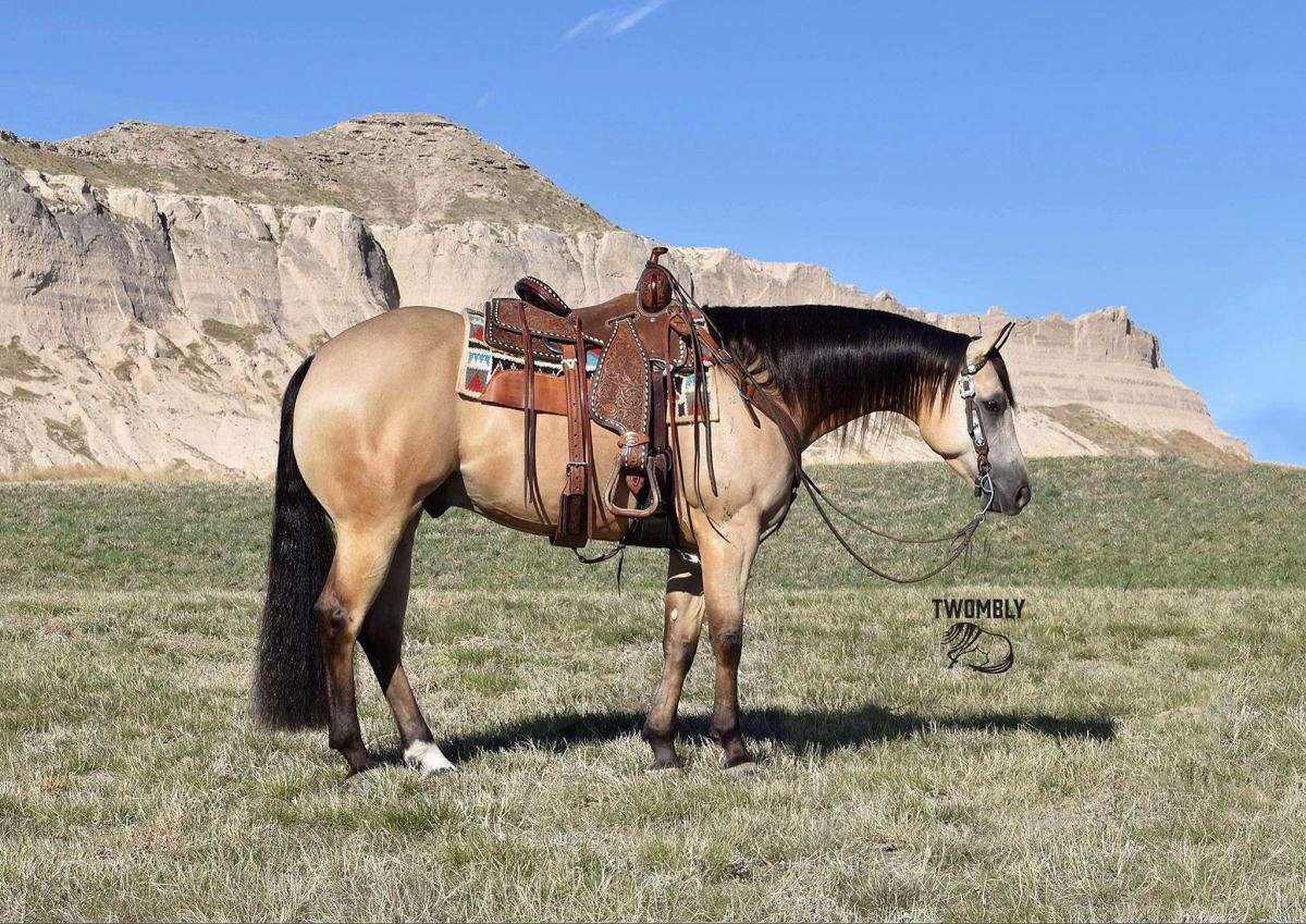 Beautiful Buckskin Gelding! Finished Reiner and Family Horse