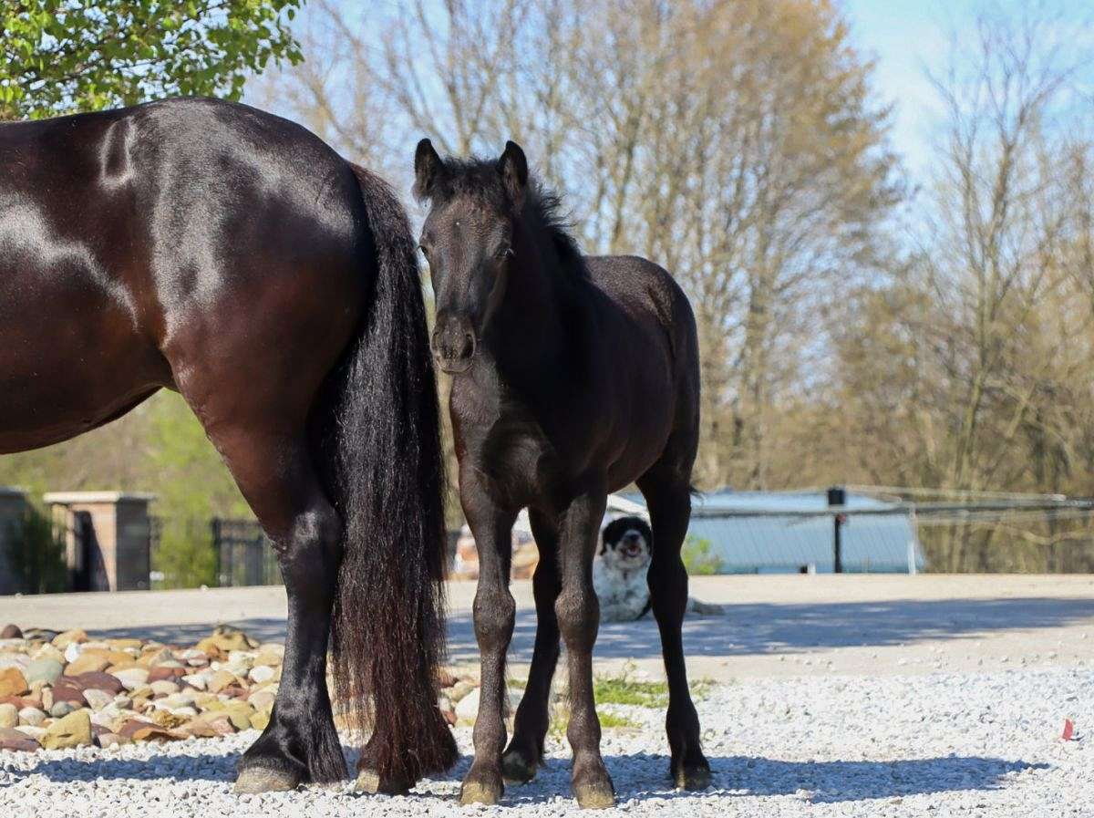 Last Dime Lola Beautiful 7yr Registered Fell Pony Mare , With a Baby Ivanka