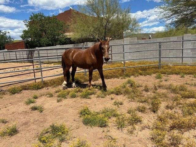 Ammo is a 12 Year Old, Super Sweet, Stocky Quarter-Type Chestnut Gelding
