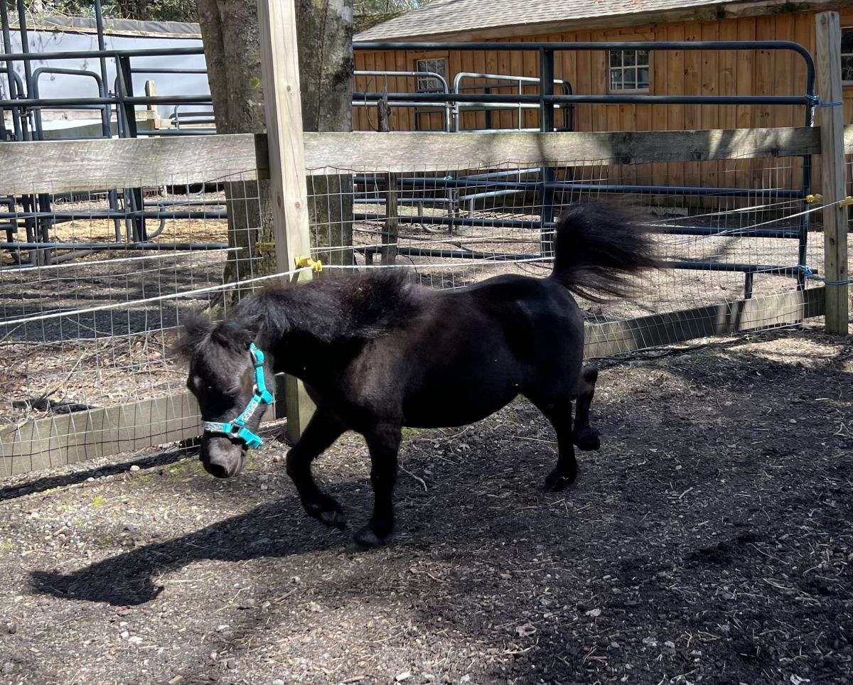 Refined Beautiful Black Yearling Filly-Sold