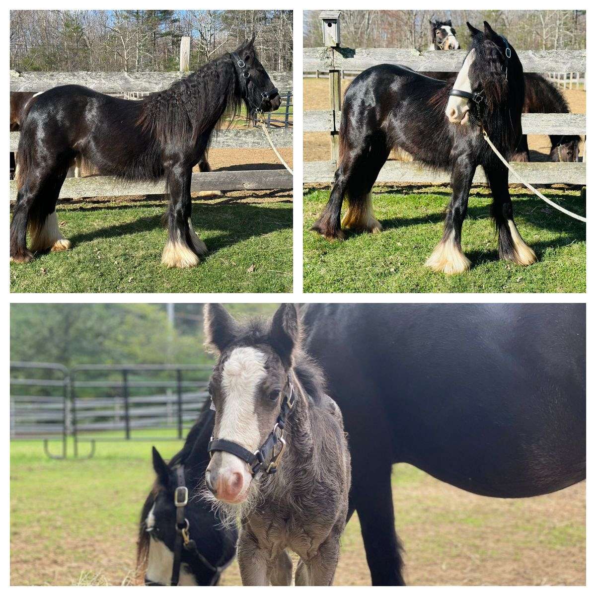 Black Blagdon Gypsy Vanner Filly