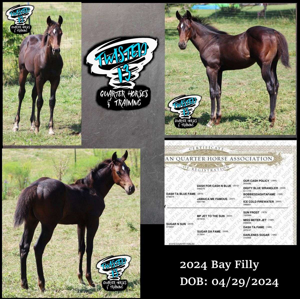 AQHA 2024 Filly Barrel/ Roping Prospect