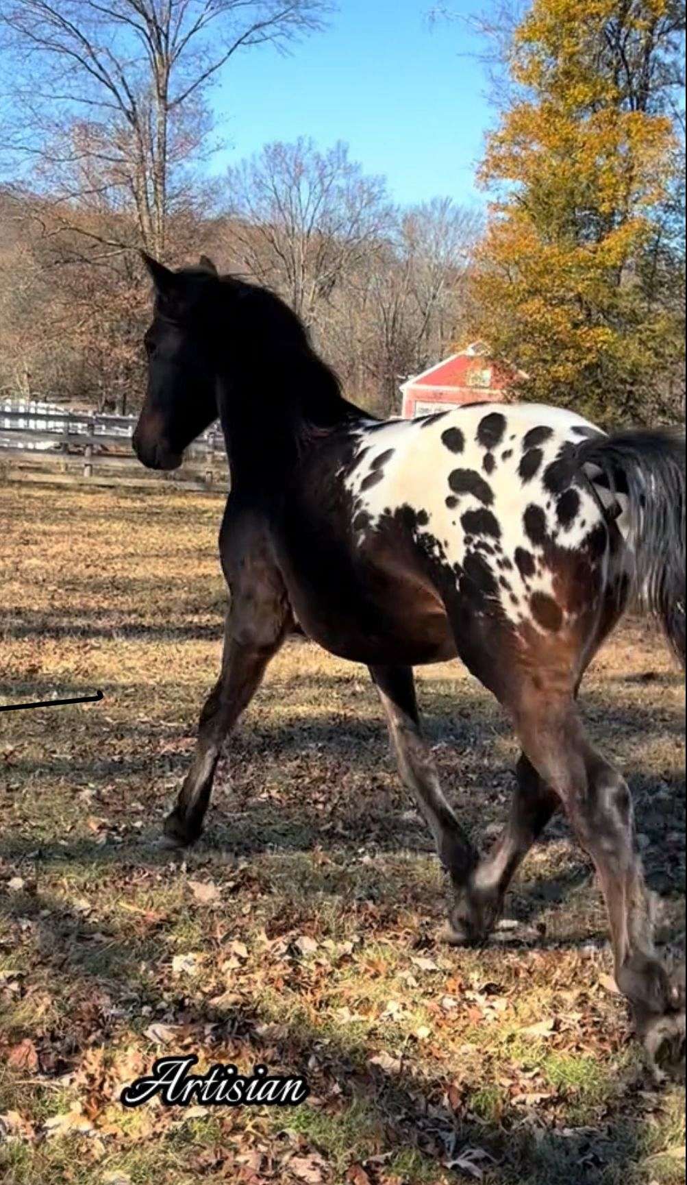 Stunning Dressage Prospect Knabstrupper X Gypsy/ Friesian -Spotted