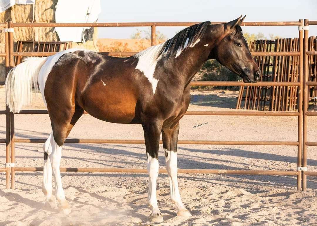 Black And White Pinto Arabian Yearling