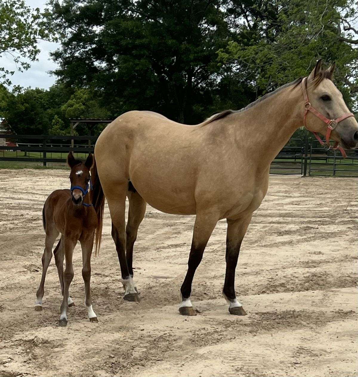 2024 AQHA Bay Filly *Bred to be a Super Star