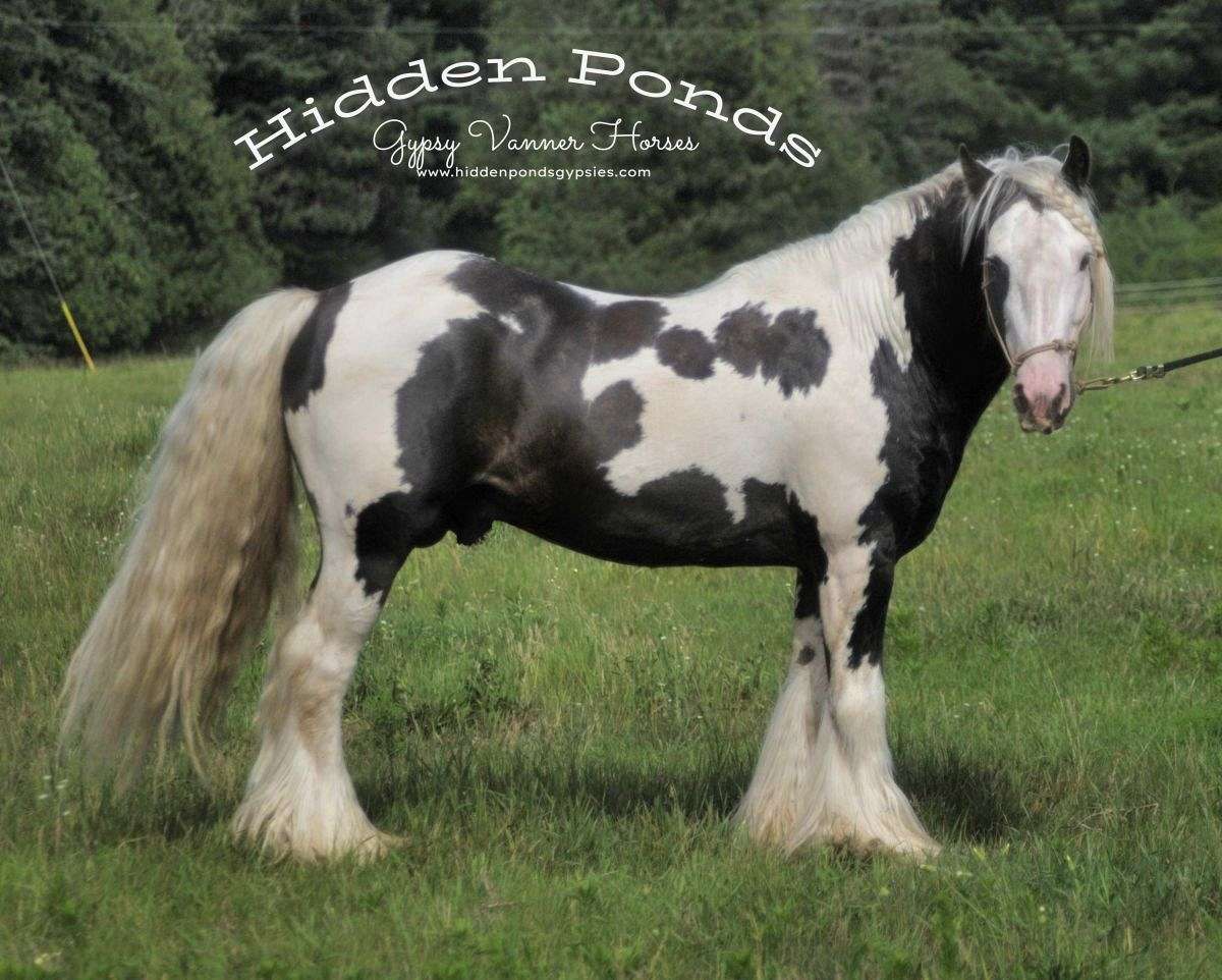 Gypsy様リピート　2個 Show-Ready Quality Silver Dapple Stallion Rides, Drives, Halter