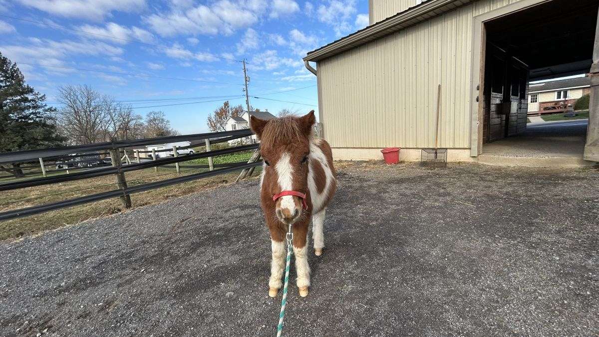 Julian, Georgeous Mini Colt for Sale!