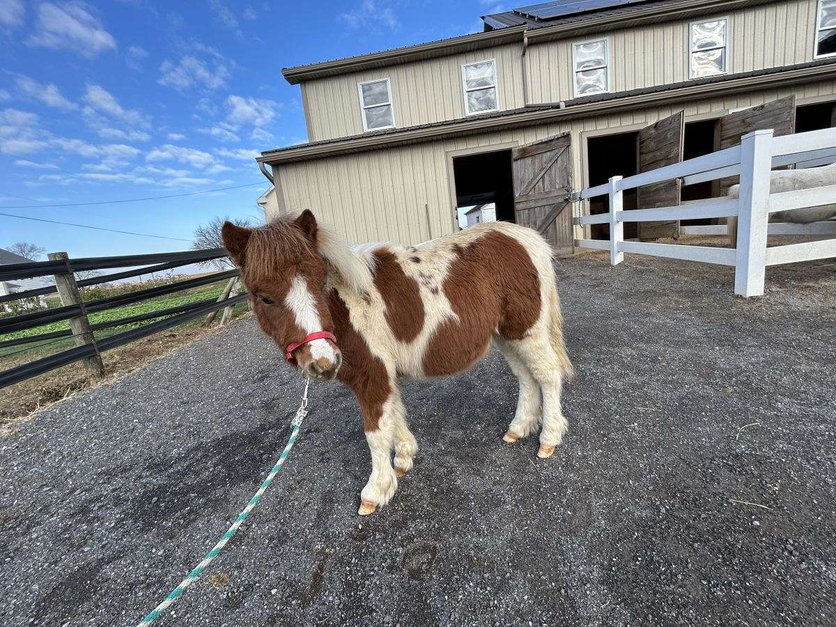 Julian, Georgeous Mini Colt for Sale!