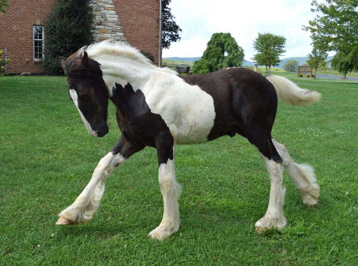 Superb Quality Dressage & Sport Horse Prospect Foundation Drum Colt Classy