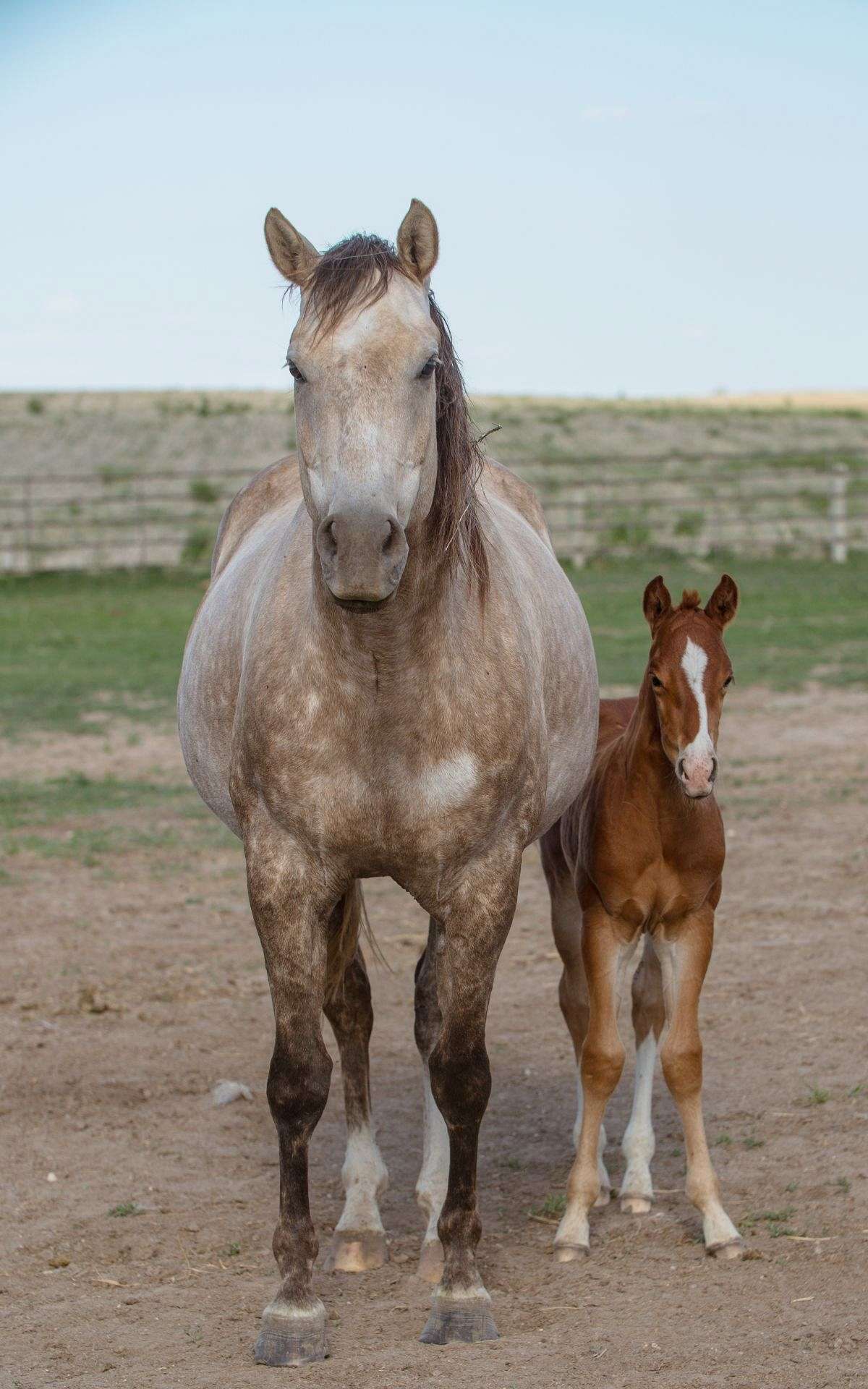 AQHA Mare & Foal! Joes Silver N Gold and Grandson of Metallic Cat Stud Colt