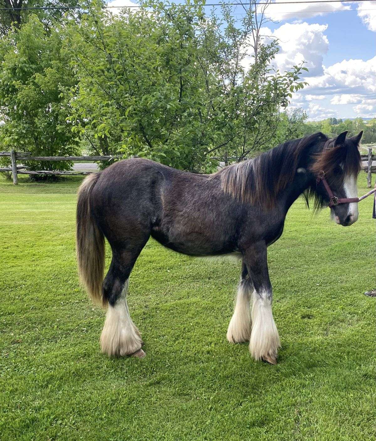 Pouliche Gypsy Vanner 2023