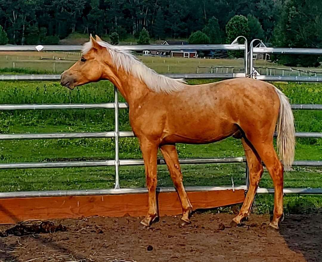 Stunning, Showy, Dark Palomino Stud Prospect