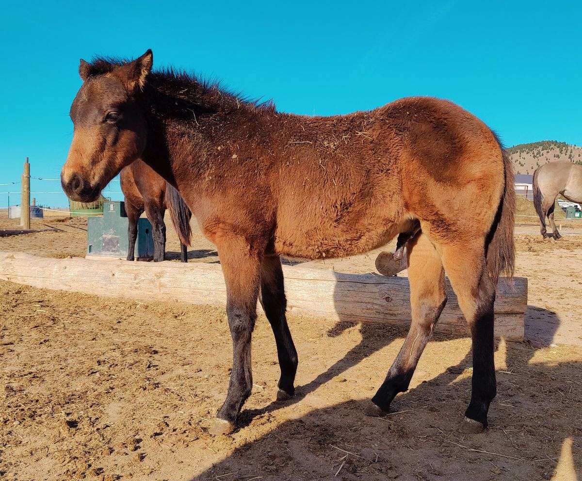 Buckskin Stud, Incentives, Mile High Quixote