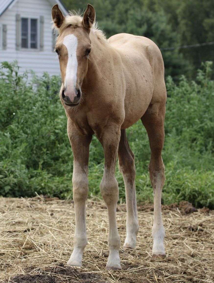 AQHA Dark/Chocolate Palomino Filly Very Fancy