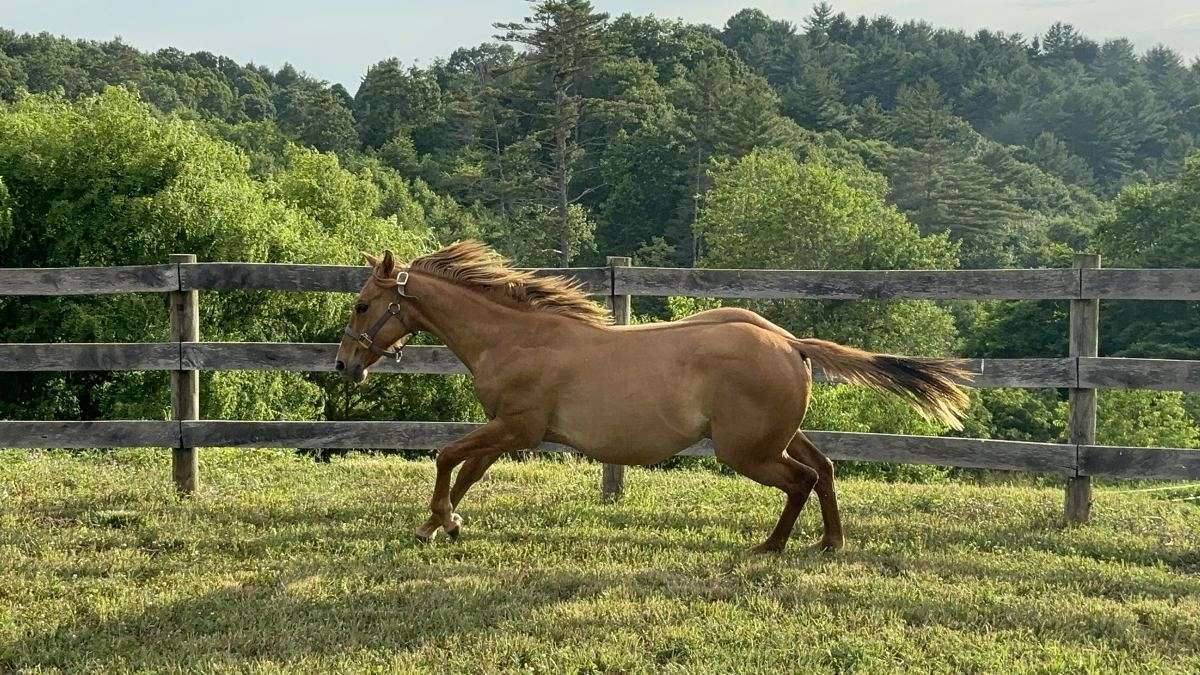 Quarter Horse Filly