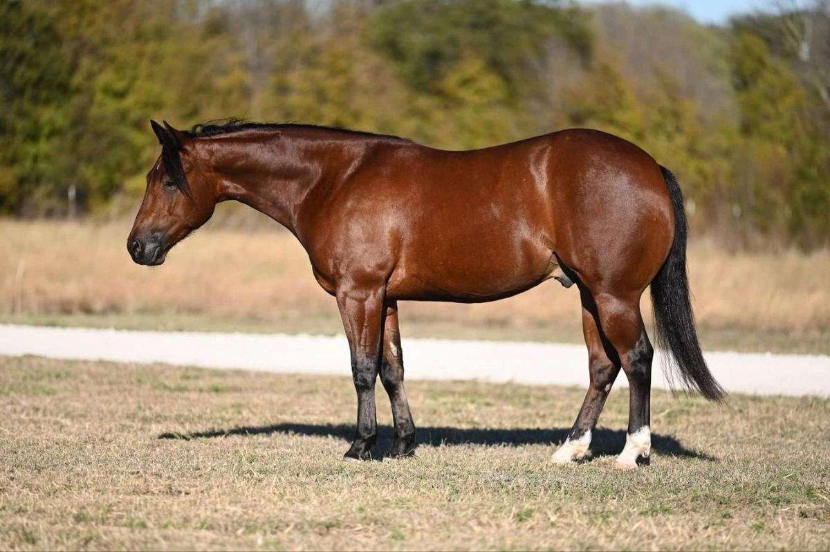 Ramrod - Absolutely Gorgeous 2 Yr Old Bay AQHA Gelding!