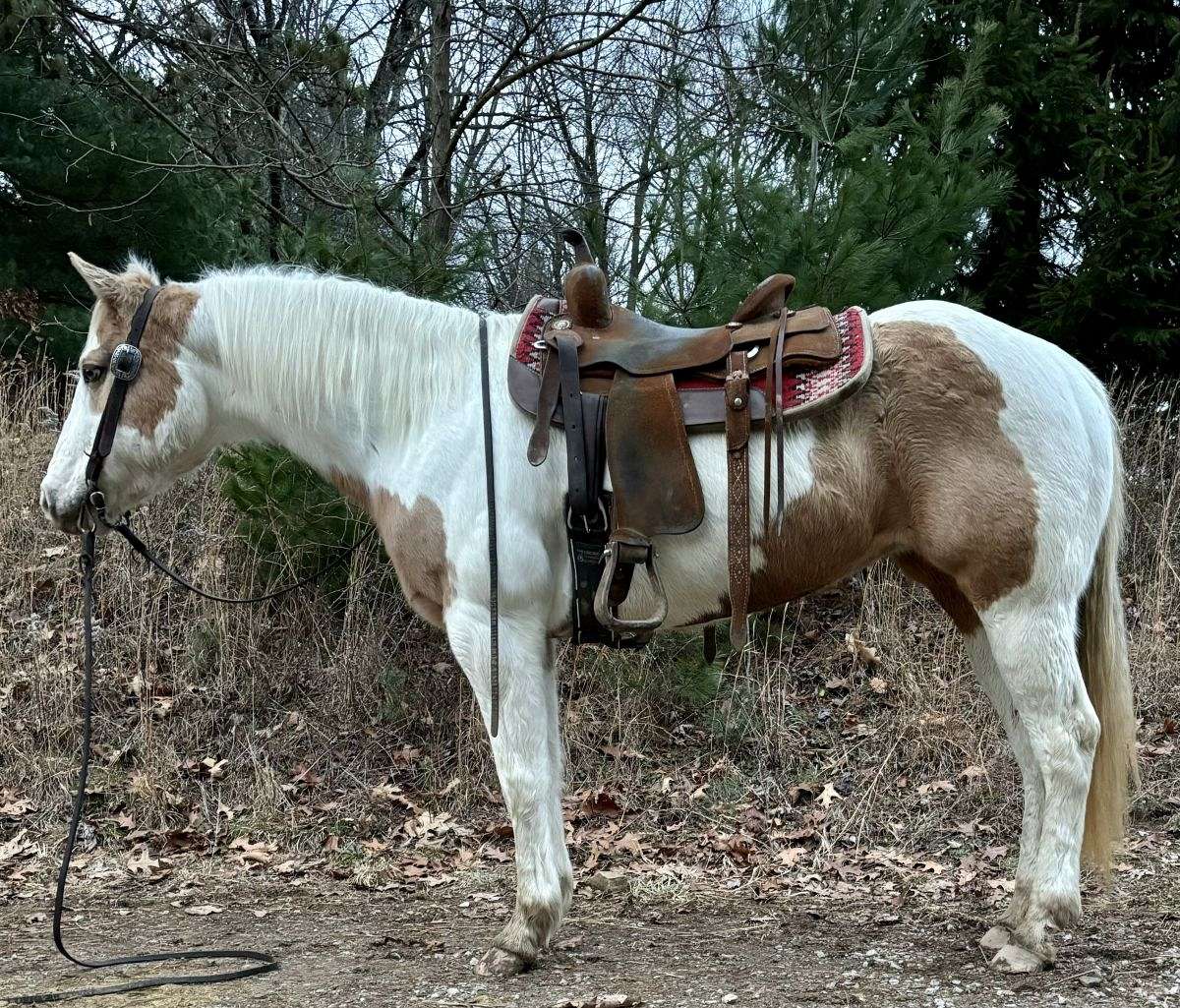 Willow Is A 12 Year Old Paint Mare