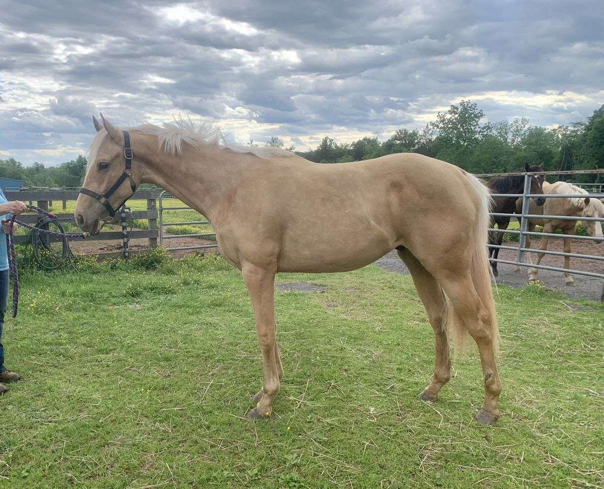 AQHA/APHA 2yo Palomino Gelding