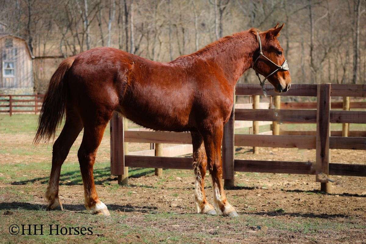 Big Stout 16 Hand Belgian Quarter Horse Crossbred Gelding